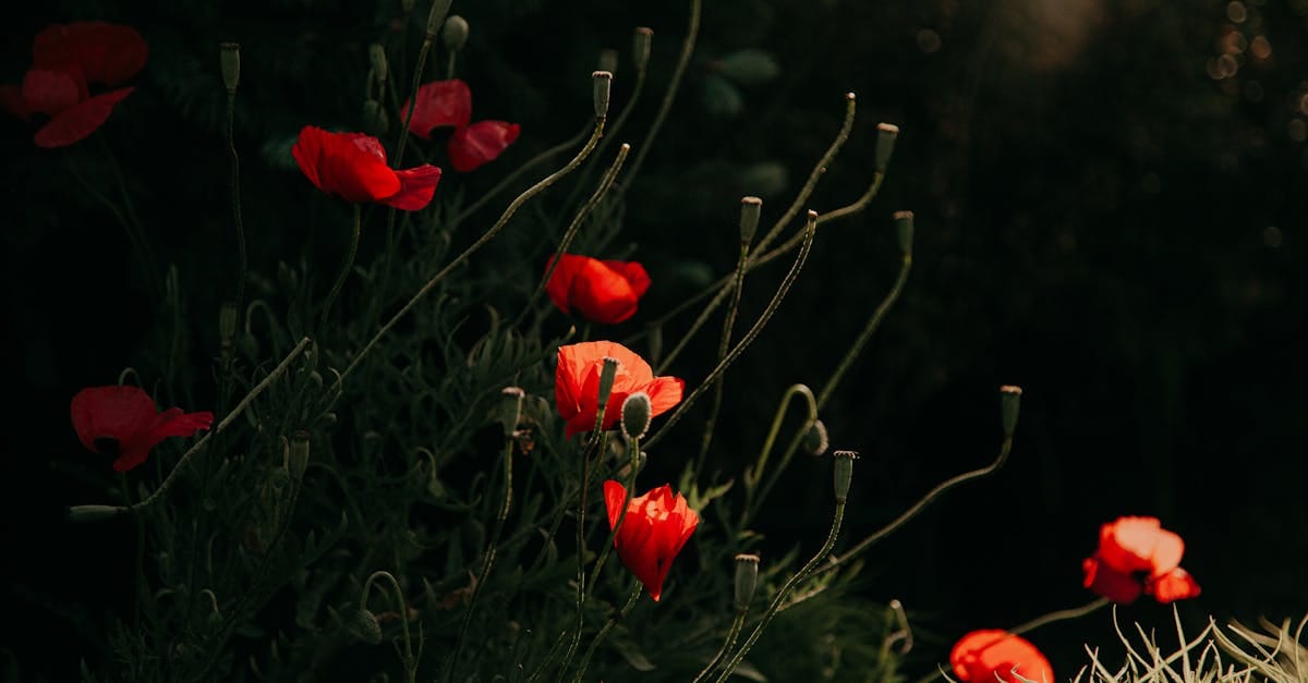 discover the essential elements of focal points in design and art. learn how to strategically use focal points to enhance visual interest and guide viewer attention in your projects.
