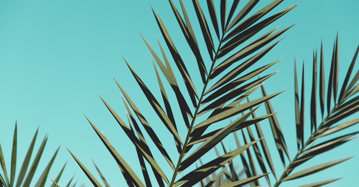 explore the vibrant world of colors with our comprehensive guide. discover the meanings, psychology, and cultural significance of different shades, along with tips for incorporating them into your life and designs.