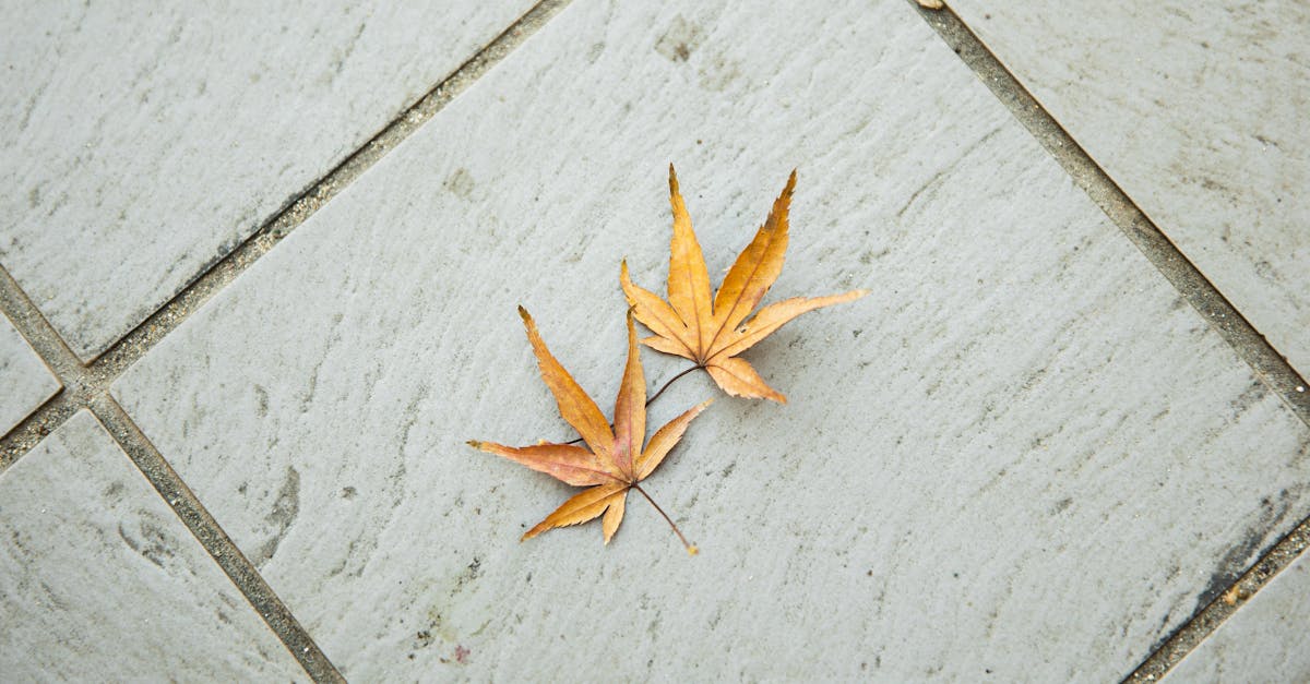 discover the essence of wabi-sabi, a japanese aesthetic that embraces imperfection and transience. explore how this philosophy can inspire a deeper appreciation for the beauty in nature and everyday life, celebrating simplicity and authenticity.