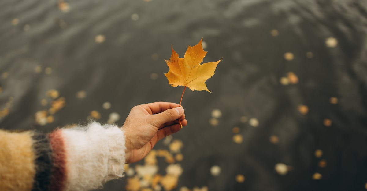 discover the beauty of wabi-sabi, the japanese philosophy that celebrates imperfection and transience. explore how this aesthetic can transform your perspective on art, design, and everyday life through simplicity and authenticity.